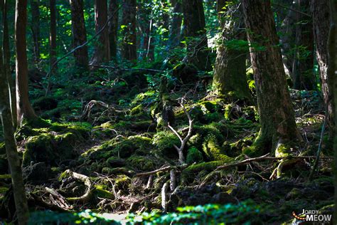 Japans Suicide Forest Aokigahara Offbeat Japan Alternative Japan Guide
