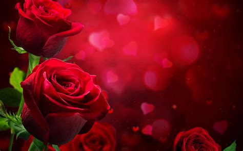 Free Download Beautiful Roses Hd Wallpaper 17174 Pictures Toon