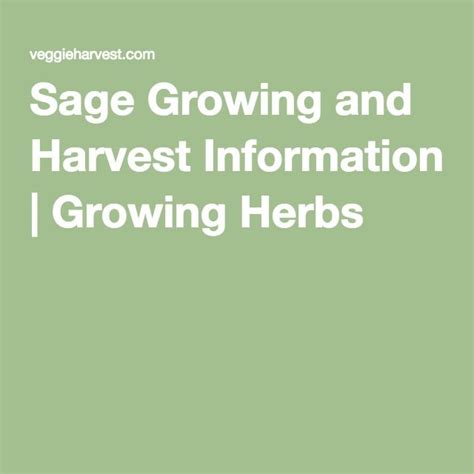 Sage Growing And Harvest Information Growing Herbs Growing Herbs
