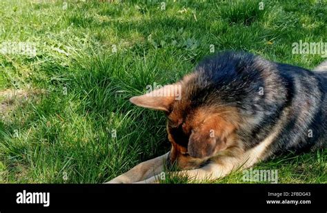 Adorable German Shepherd Crossbreed Dog Licking Paws And Making Funny