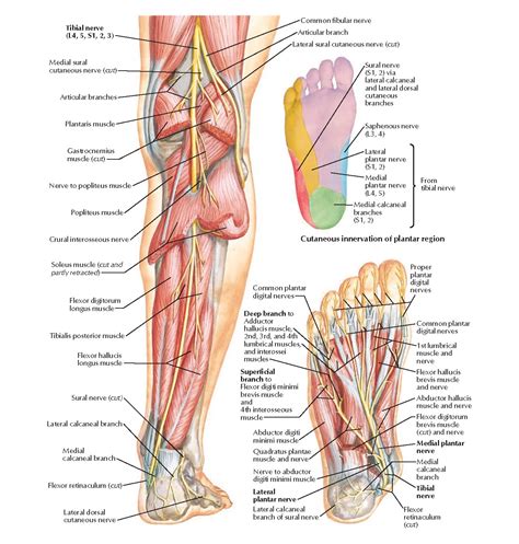 Tibial Nerve Anatomy Pediagenosis