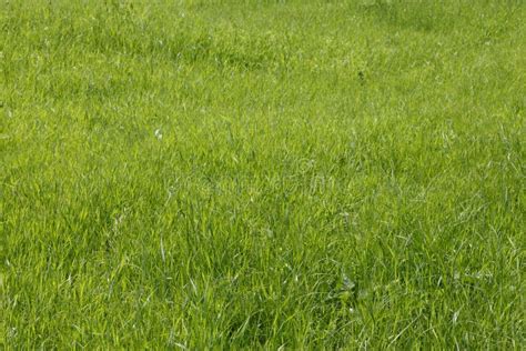 Green Grass Field Stock Image Image Of Pasture Neat 10795595
