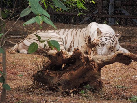 White Tiger At Nandankanan Zoological Park Wildlife Tourism Wildlife