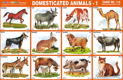 Domesticated Animals Chart टीचिंग चार्ट शिक्षण चार्ट In Sewri West