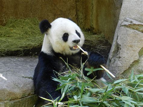 Panda Eating Bamboo Panda Baby Panda Panda Bear
