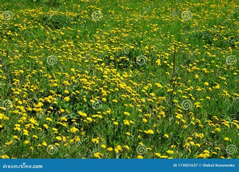 Many Yellow Dandelions Are Blooming In The Meadow Stock Image Image