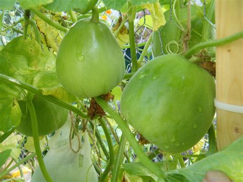 Green Roof Growers: Debbie's Garden Tour: Melons