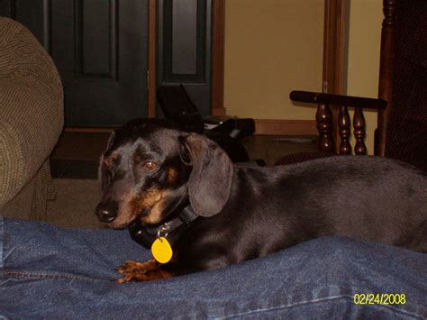 This Is Charlie Our First Doxie Rescue He Was The Absolute Best