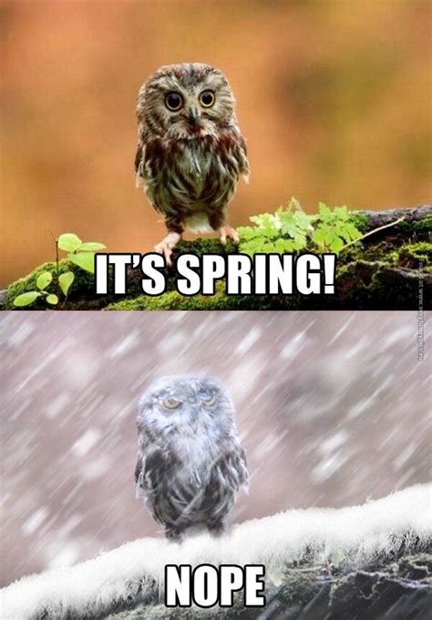 Very Funny Pictures Funny Animals Funny Owls Funny Cute