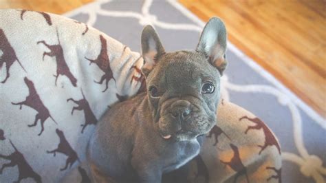 This pup is a descendant of the robust and athletic fighting dogs popular in england in the 1600's and 1700's. French Bulldog Puppies for Adoption - The Things You Need ...