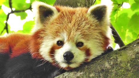 The Cutest Red Panda In The World