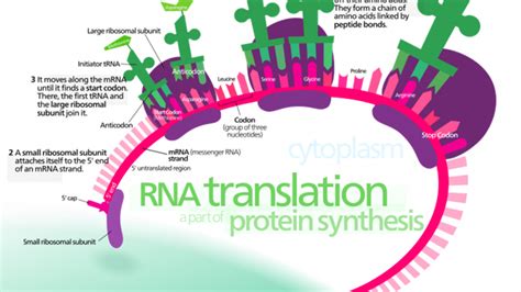 Protein adalah molekul yang terdiri dari asam amino. Apa Itu Protein Fungsional / Contoh Protein Fungsional Dan Protein Struktural Bagikan Contoh ...