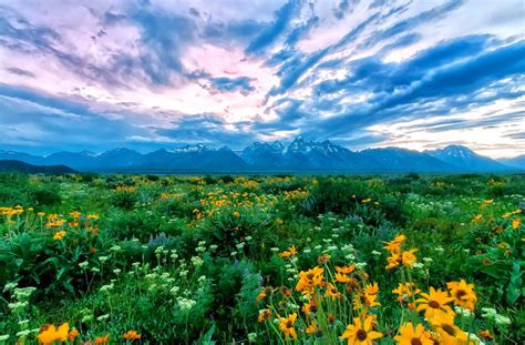 Sunset Clouds Over Mountain Flower Field Hd Wallpaper Background