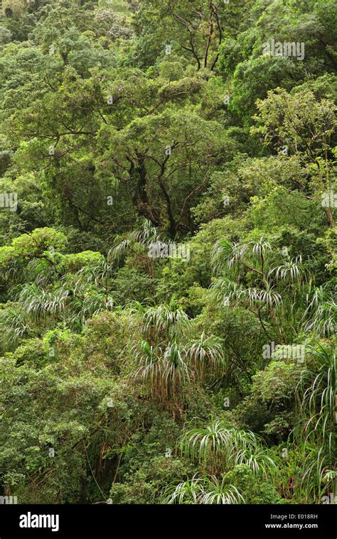 Crystal Cascades Rainforest Cairns Queensland Australia Stock Photo
