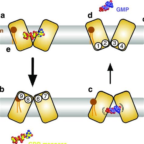 Model Of Alternating Access Mechanism In Vrg4 A Vrg4 Adopts An Inward