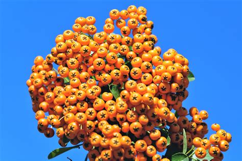 100 Seaberry Sea Buckthorn Elaeagnus Hippophae Rhamnoides Orange Berry