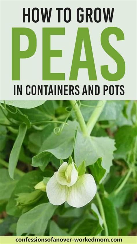 How To Grow Peas In Containers And Pots This Spring Growing Peas