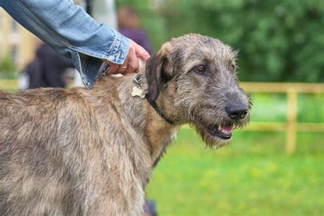 Irish Wolfhound Is A Breed Of Hunting Dogs One Of The Biggest D Stock