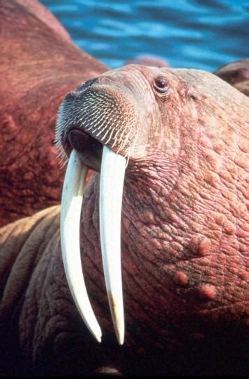Free Picture Walrus Male Up Close Head Odobenus Rosmarus