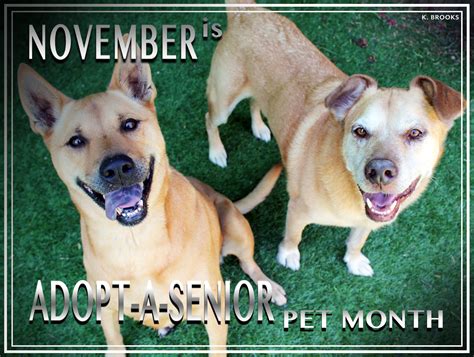 November Is Adopt A Senior Pet Month Humane Society Of Ventura County