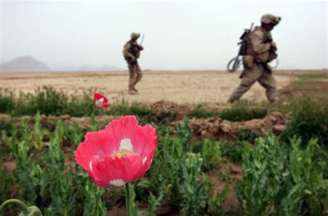 Daily Brief Afghan Poppy Cultivation Down 22 Foreign Policy