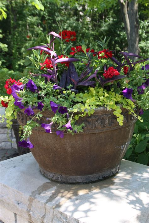 Red And Purple Container Gardening Container Flowers Planting Flowers