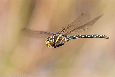 Female Dragonflies Fake Death To Avoid Males Harassing Them For Sex