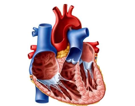 Igcse Biology Heart Structure Diagram Quizlet