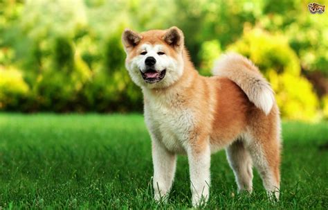 Finding Out More About The Large Bold Japanese Akita Dog
