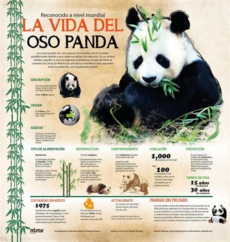La Vida Del Oso Panda Oso Panda Informacion De Animales Infografia