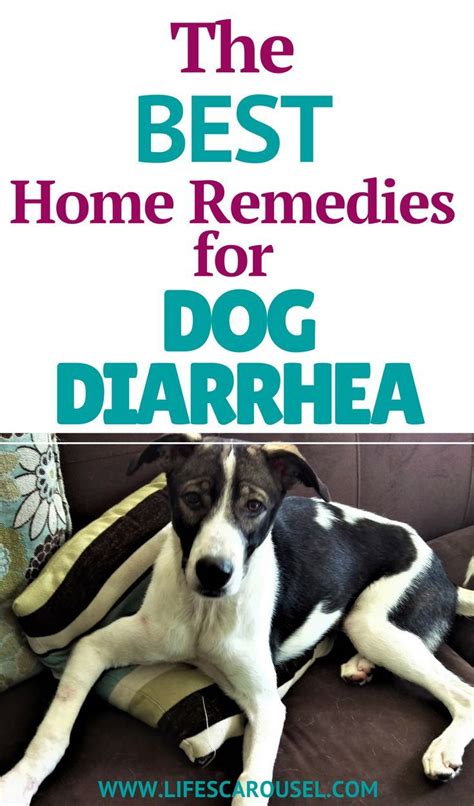 Dog Diarrhea Home Remedies 5 Best Fast Acting Remedies How To Cure