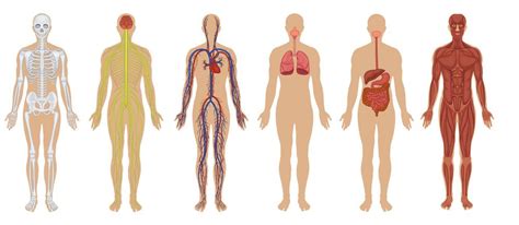 This diagram depicts female body anatomy with parts and labels. The Human Body: Anatomy, Facts & Functions | Live Science