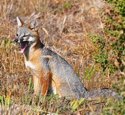 Gray Fox Yawning Mendonoma Sightings