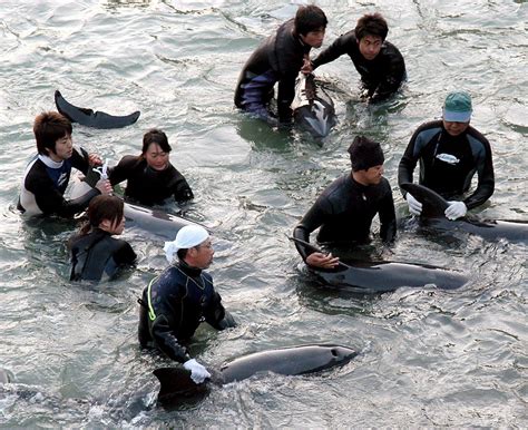 Comienza En Japón La Temporada De Caza De Delfines Entre Las Quejas De Ong Internacionales
