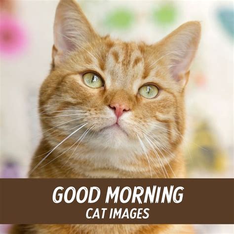 Kitten Good Morning Cat Images Cute Kitten Good Morning Images Kitten