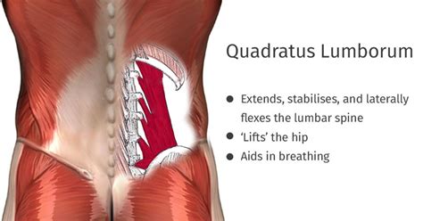Find out which back muscles are behind your back pain… and most importantly, what you can do about it (besides taking more pain pills). Pin on Anatomy