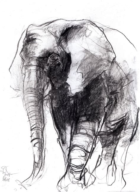 Charcoal Drawing Animal Sketches Animal Drawings Art Sketches Art