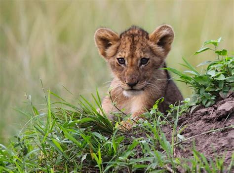 First Lion Cubs Spotted In Akagera Gorilla Highlands Tailor Made