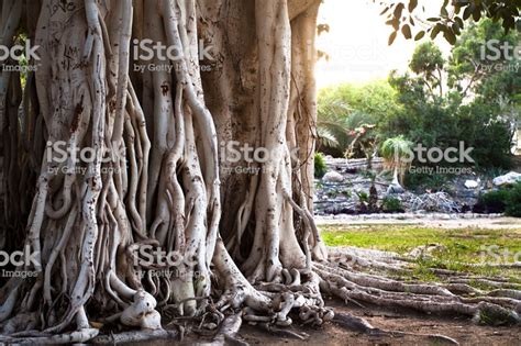 Pin By Jeanette Paak On Nature The Wild Sidee Tree Roots Baobab