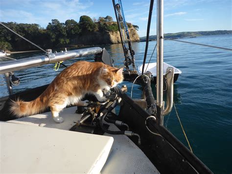 Skatty Boat Cat On Anchor Adventure Cats
