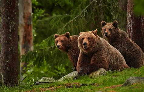Wallpaper Forest Look Nature Spruce Bear Bears Three Bear Bears
