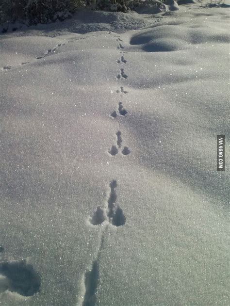 Just Rabbit Footprints In The Snow In France 9gag