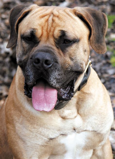 Boerboel Dog Breed Characteristics Appearance History And Pictures