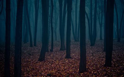 Download Dark Woods Wallpapers Hd Free Pixelstalknet