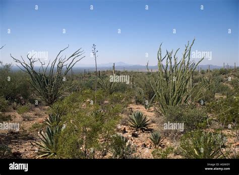 Sonora Desert Museum Tucson Arizona Stock Photo Alamy
