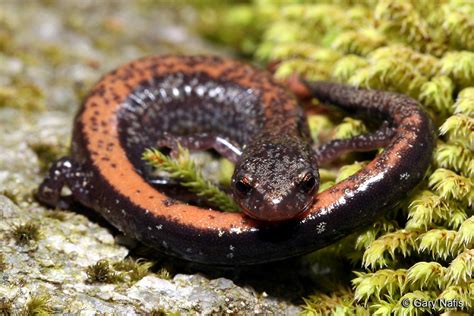Eastern Red Backed Salamander Plethodon Cinereus