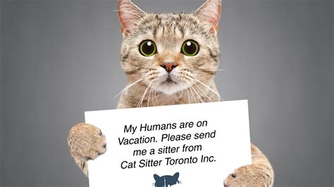 Cat Sitter Toronto Inc Catsitterto Profile Pinterest