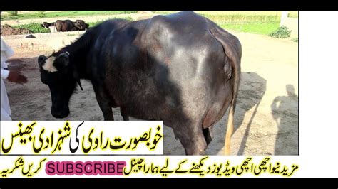 animal for sale 22kg milk 92 animal tv 03427770977=07-04-2020 - YouTube