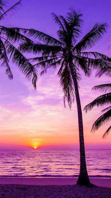 1920x1080px 1080p Free Download Iphone Tree Sky Tropics Nature Palm Tree Sunset