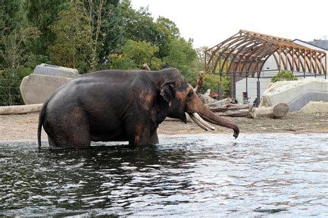 5340 Asian Elephant Artis Royal Zoo Amsterdam Holland Matthijs